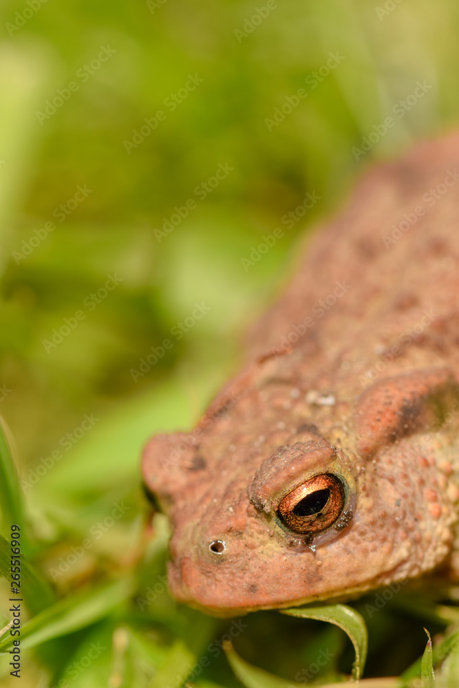 Obraz premium Common Garden Toad (Bufo Bufo) Eye detail
