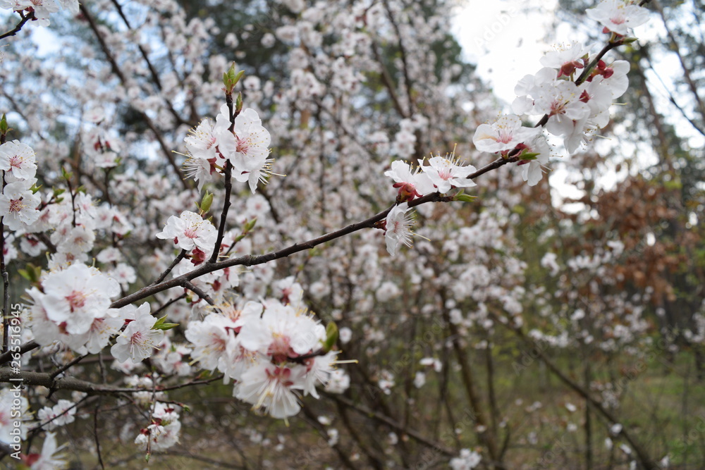 Many white flowers in the forest. spring nature. Many white flowers in the forest. spring nature.