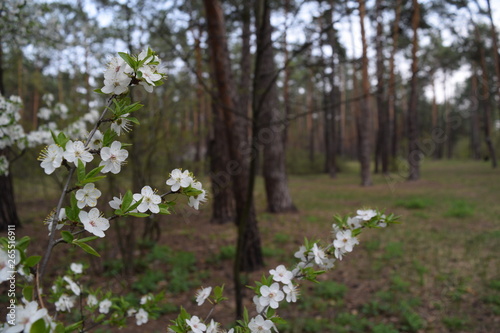 The view through the white flowers of the pine forest in summer.