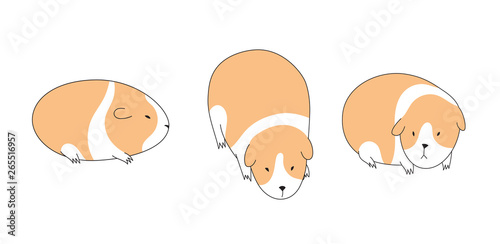 Doodle collection of several sketch guinea pigs isolated on white background