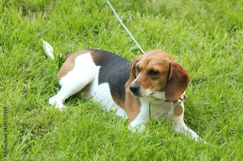 Beagle puppy looking sad while laying in the grass