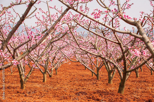 Blooming Peach Cherry flowers on the Red land of Dongchuan.