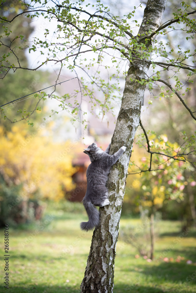 young blue tabby maine coon cat climbing up a birch tree in the back yard looking up to the top