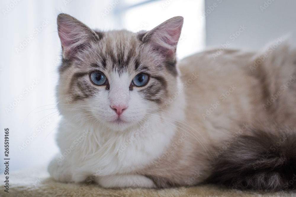 Cute pet Ragdoll cat. White, brown and black fur. Blue eyes. Lazy cat. Cat in the apartment.
