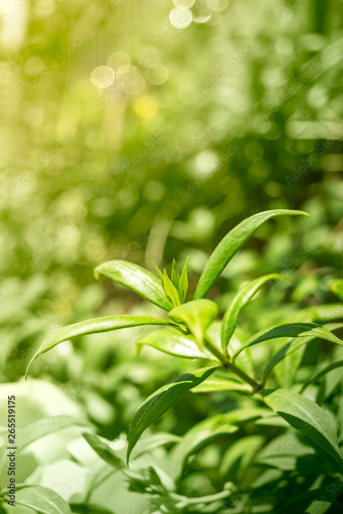 Fototapeta premium Green nature background