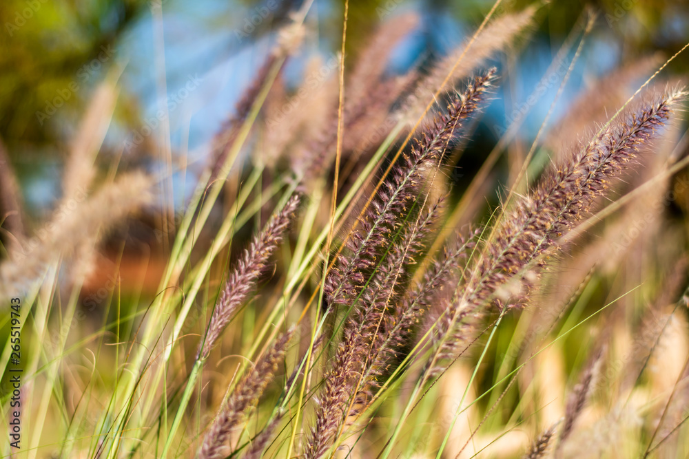 Poaceae on evening at garden