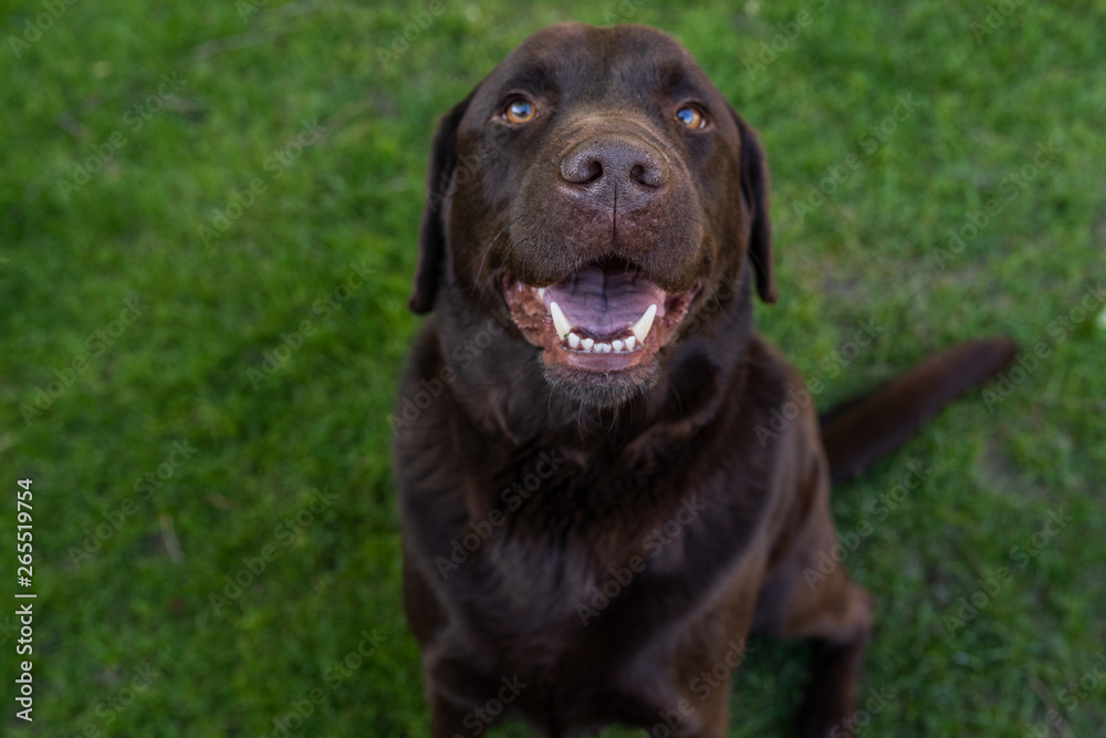 Brauner Labrador der am spielen ist Brauner Labrador der am spielen ist
