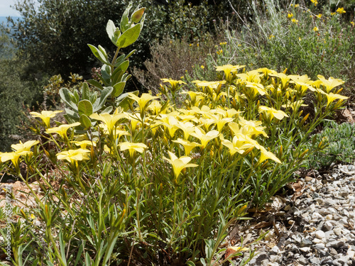 Linum flavum - Lin jaune des pentes du massif du Bessillon en Provence photo