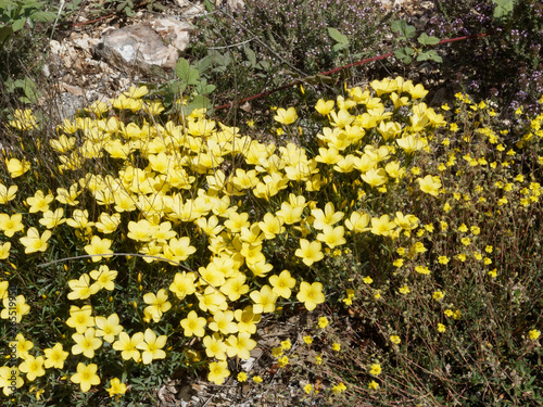 Linum flavum - Lin jaune des pentes du massif du Bessillon en Provence