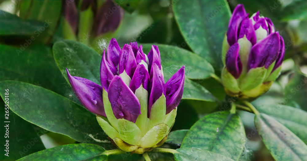 2624_Close_up_view_of_the_Rhododendron_flower31-1.jpg 2624_Close_up_view_of_the_Rhododendron_flower31-1.jpg