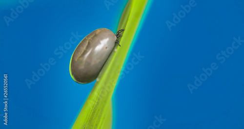 2672_A_small_fat_tick_on_the_leaf00.jpg