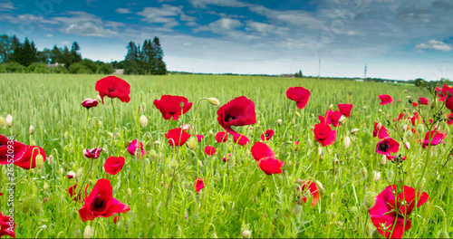 2744_The_red_Papaver_flower_in_the_field0002.jpg