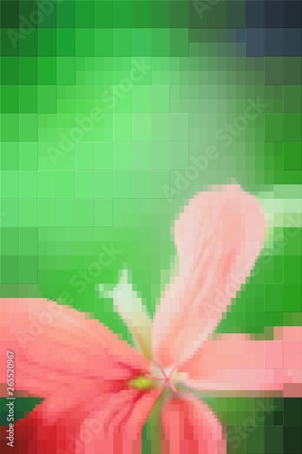 Composition flower on a green background. Blur. The effect of rectangles.