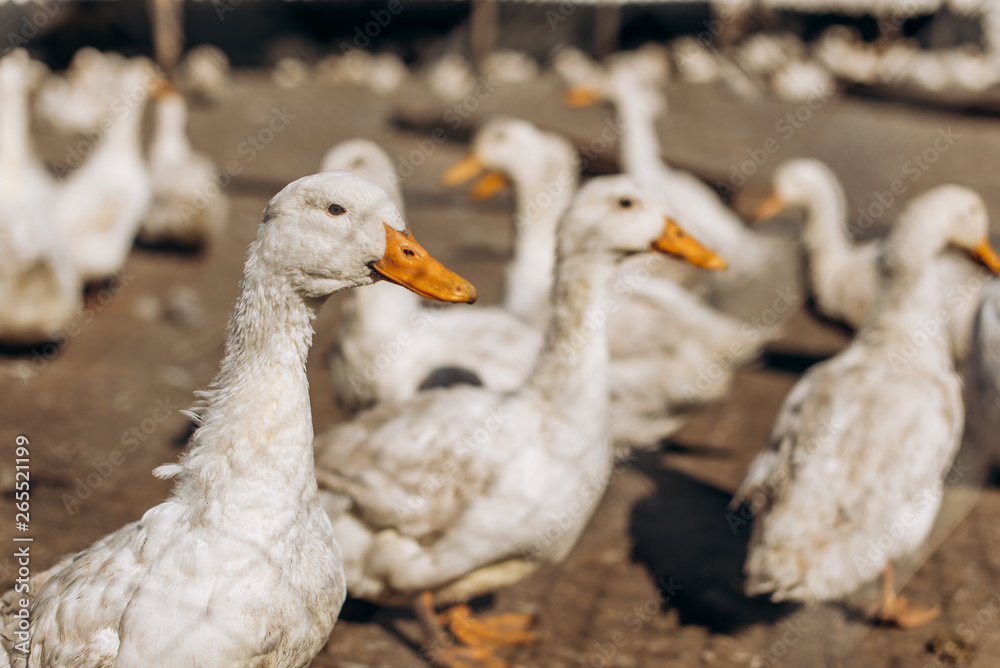 large group of white ducks. farm large group of white ducks. farm