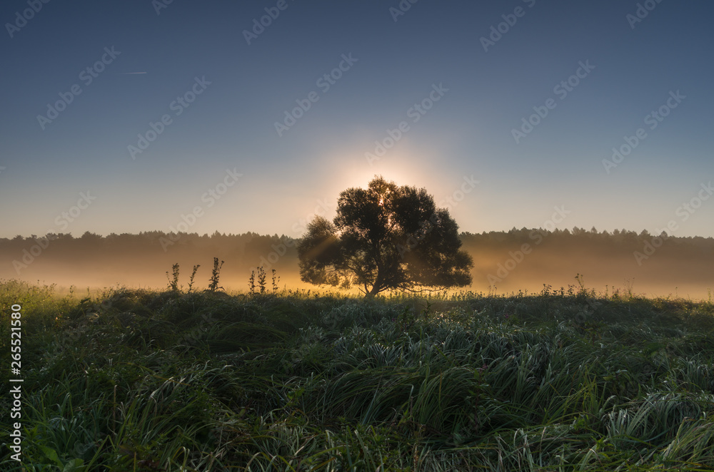 Lonely tree at sunrise in a misty meadow