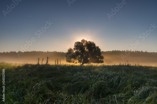 Lonely tree at sunrise in a misty meadow