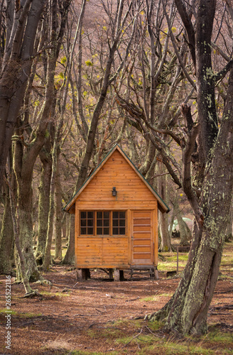 Beautiful typical wooden small cabin in the forest, surrounded by old trees in autumn colors, in a national park © AgusCami