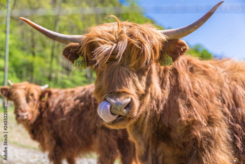 Close up of scottish highland cow in field Close up of scottish highland cow in field