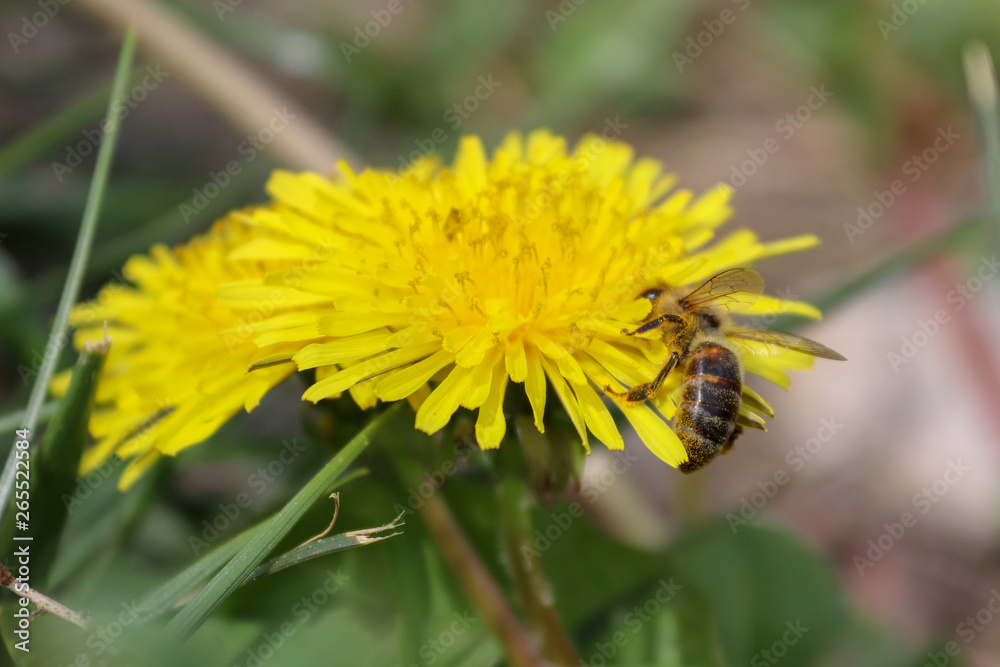 Wildflower, yellow flower, dandelion and bee Wildflower, yellow flower, dandelion and bee