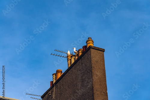 two white male seagulls shouting on the top of a chimney under blue sky