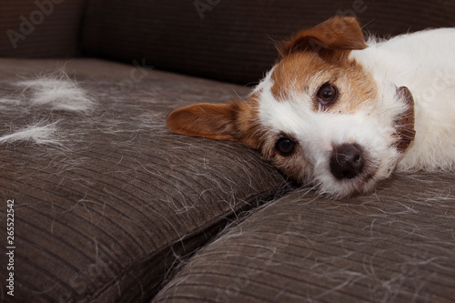 Fotografía FURRY JACK RUSSELL DOG, SHEDDING HAIR DURING MOLT SEASON PLAYING ON SOFA FURNITURE