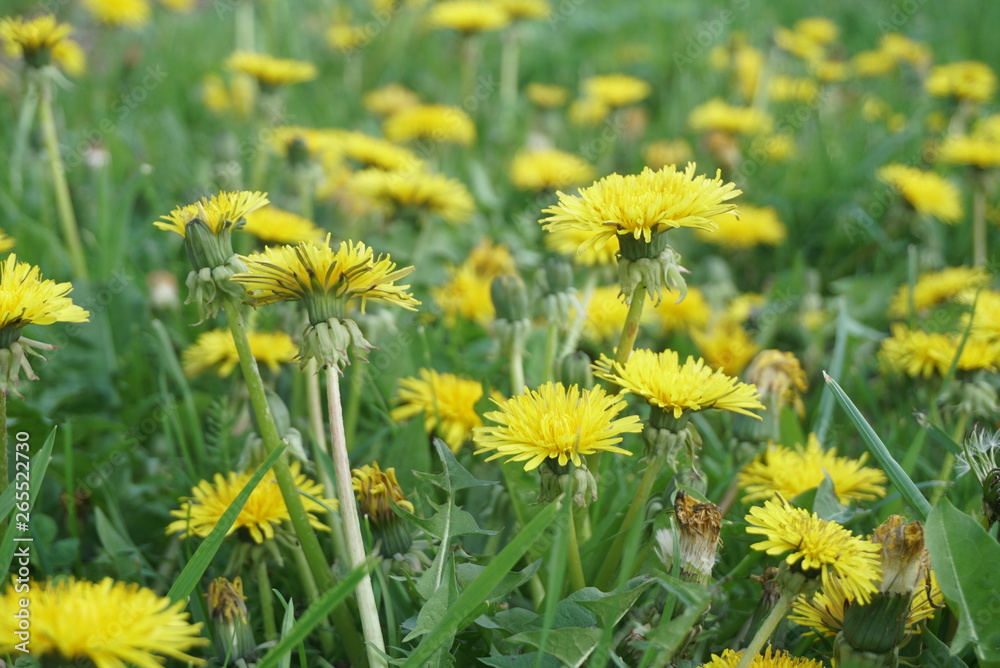 field with fresh yellow dandelions and green grass field with fresh yellow dandelions and green grass