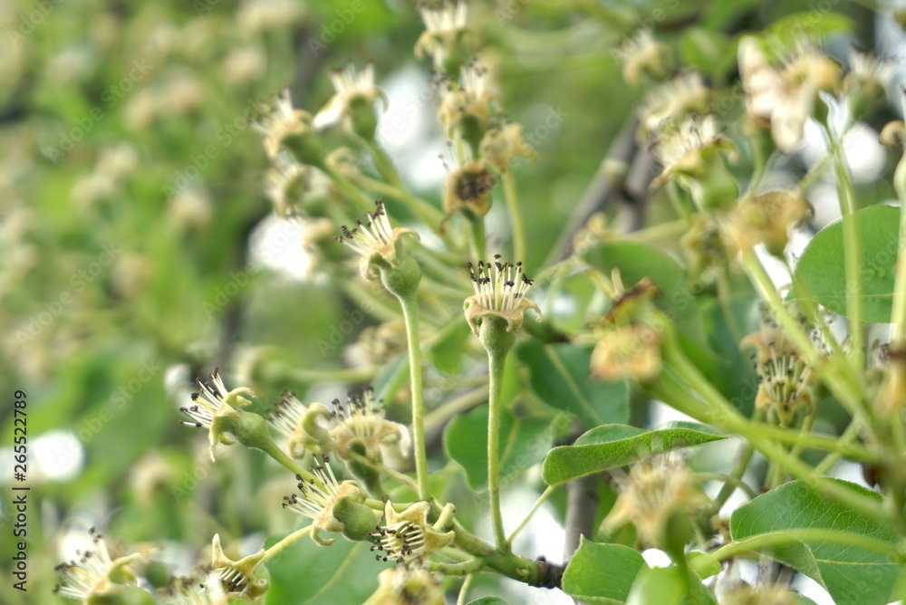 young pears after flowering