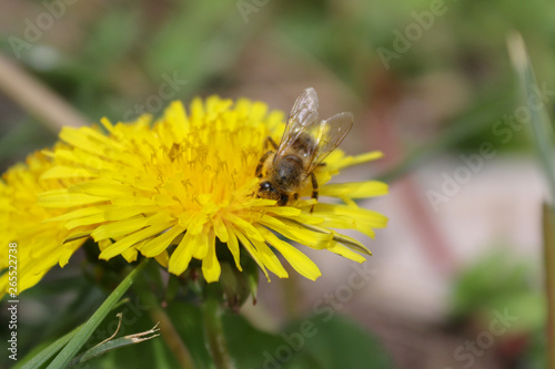 Wildflower, yellow flower, dandelion and bee
