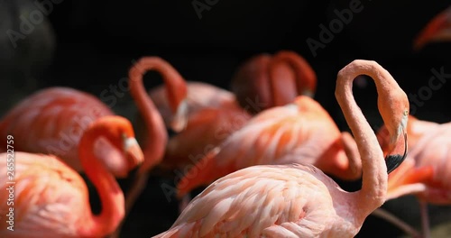 Cartagena Columbia pink Flamingos beautiful. Major port trading center founded by Colonial Spanish in 1533. Old town and walled protected city. Economy based on tourism and commerce.