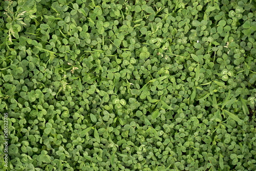 Background of fresh green leaves of clover or trefoil in a spring garden, top view 