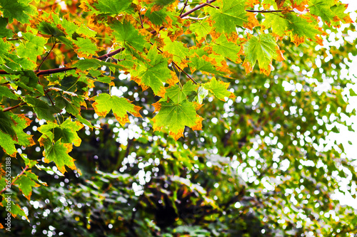 The leaves of the maple, which begins to yellow, on the branches of the tree. The beginning of autumn_