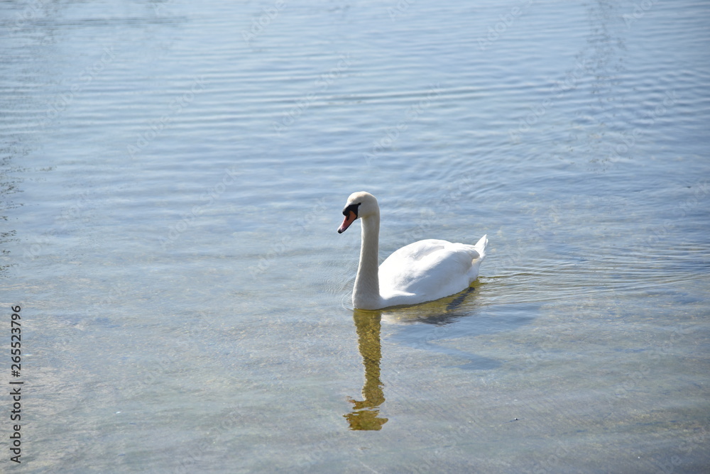 Obraz premium Ein Schwan