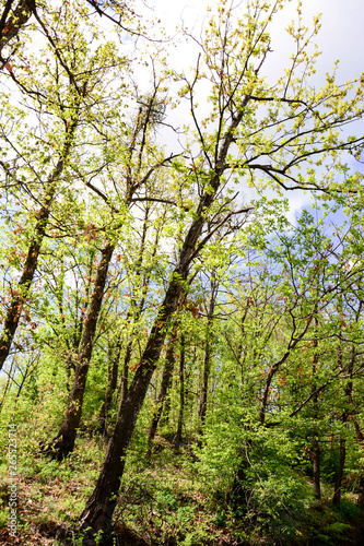 Fototapeta Naklejka Na Ścianę i Meble -  Forest trees. nature green wood sunlight backgrounds. Vertical.