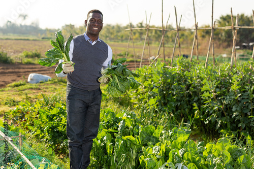 Male harvesting chard plants