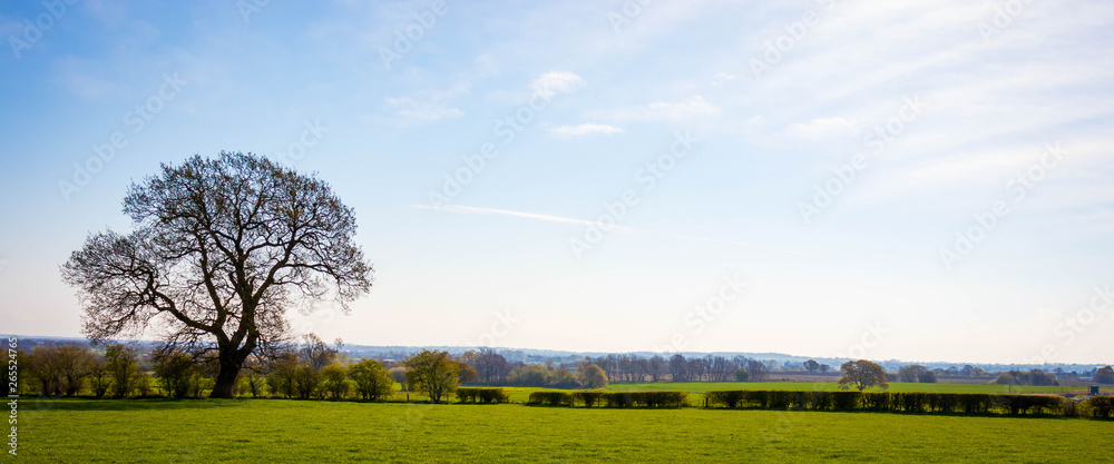 Blue skies with white blossom, oil seed rape field, fields, Hills and cool clouds