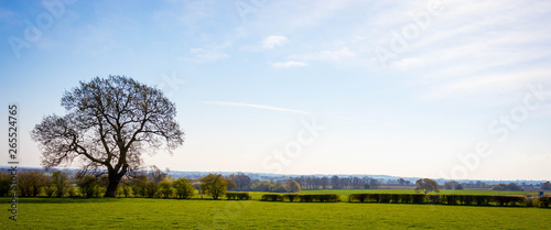 Blue skies with white blossom  oil seed rape field  fields  Hills and cool clouds