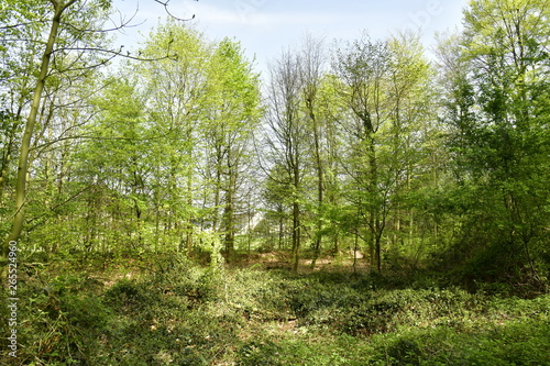 L une des zones de broussailles pr  s d une zone r  sidentielle au bois des Capucins    Tervuren