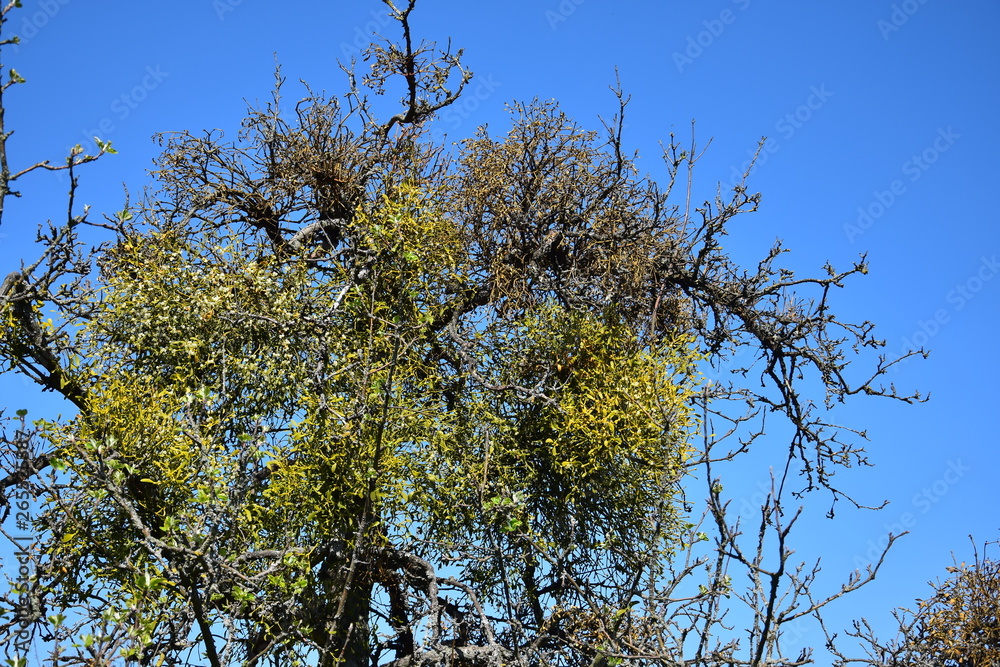 Mistletoe in a bare tree in early springtime. Mistletoe in a bare tree in early springtime.