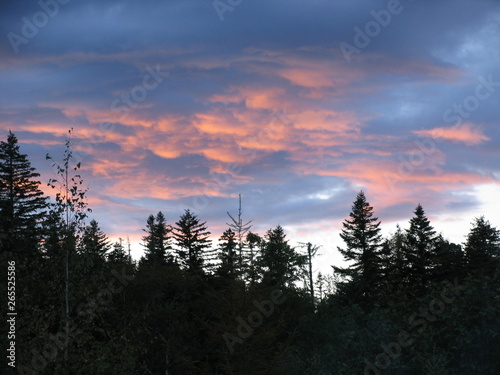 sunset over the fir forest