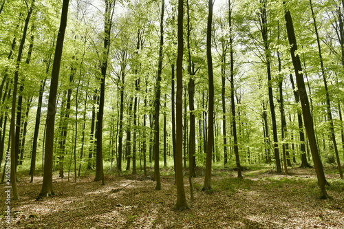 Forêt de hêtres à tronc fin au bois des Capucins à Tervuren
