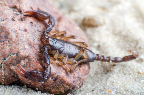 Scorpion sitting on a stone close up