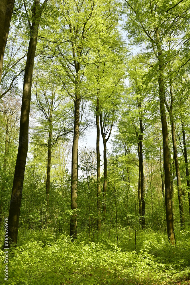 Obraz premium La végétation luxuriante au printemps au bois des Capucins à Tervuren
