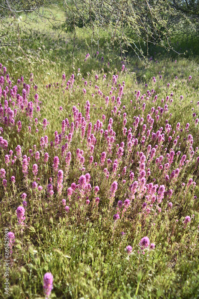 Arizona springtime bloom and green grasses Arizona springtime bloom and green grasses
