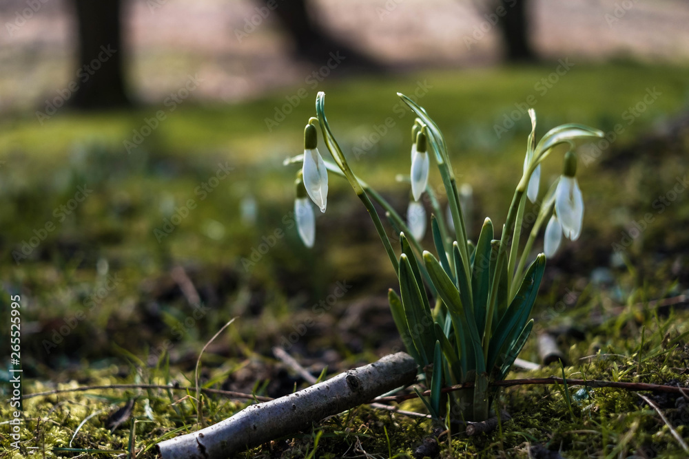 Landschaft im Frühjahr