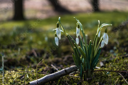 Obraz na płótnie Landschaft im Frühjahr w salonie