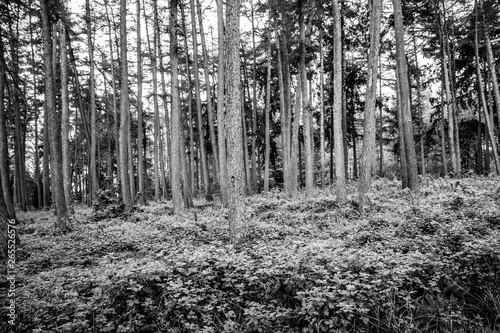 Fototapeta Naklejka Na Ścianę i Meble -  Piles of fresh cut logs in Wem North Shropshire showing managed woodland