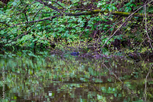 Ducks geese and water hens on local ponds in the north Shropshire area