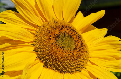 sunflower in july