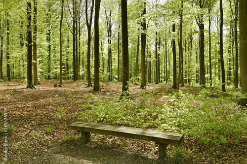 Un banc en pleine nature sous le feuillage des h  tres au bois des Capucins    Tervuren