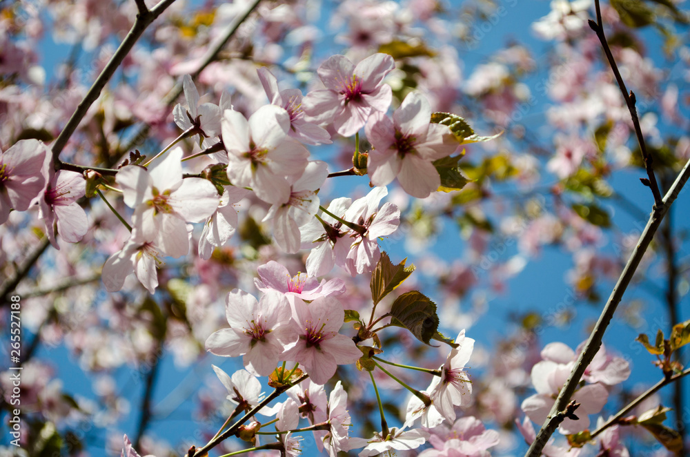 Fototapeta premium Blooming sakura in botanical garden